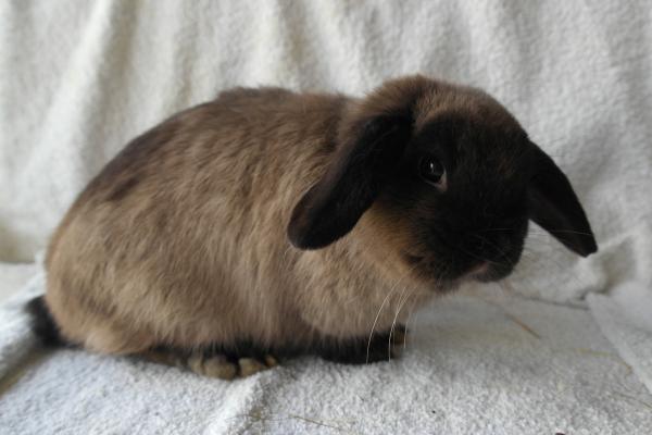 Petunia